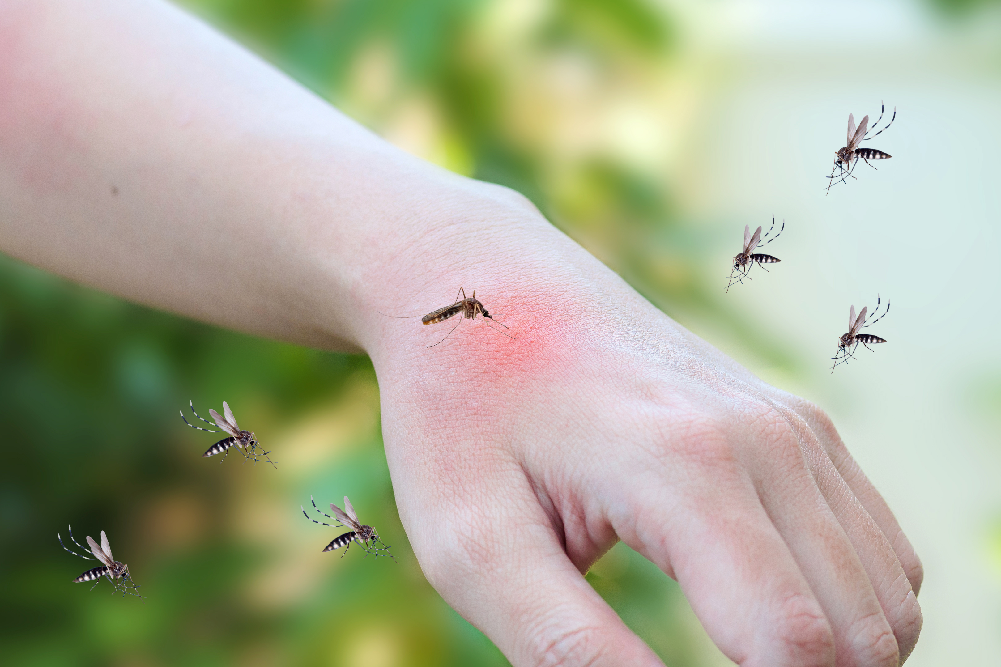 Is it true that certain blood types are more prone to dengue fever?